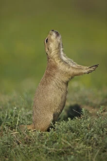Blacktail Prairie Dog (Cynomys ludovicianus) engaging in Jump-yip behavior - A strong