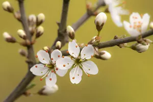 Images Dated 14th May 2020: Blackthorn blossom (Prunus spinosa), Cornwall, UK. April