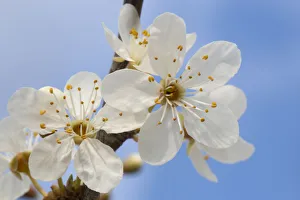 Blackthorn blossom (Prunus spinosa) Peak District National Park, Derbyshire, UK. March