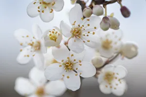 Blackthorn blossom (Prunus spinosa) Peak DIstrict National Park, Derbyshire, UK. March