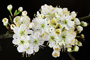 Blackthorn Prints: Blackthorn (Prunus spinosa) blossom, Dorset, England, UK. March