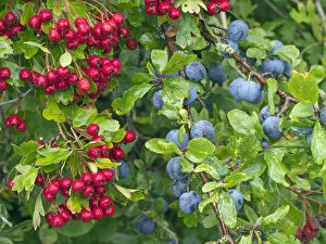 UK Wildlife August Gallery: Blackthorn (Prunus spinosa) sloes and Hawthorn berries (Crataegus monogyna) Norfolk