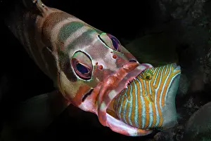 Serranidae Prints: Blacktip grouper (Epinephelus fasciatus) catching a juvenile Orange-lined triggerfish (Balistapus undulatus)