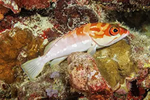 Serranidae Prints: Blacktip grouper (Epinephelus fasciatus) resting on rocks in reef