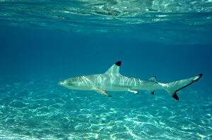 Blue Collection: Blacktip reef shark (Carcharhinus melanopterus) juvenile in shallow water, Maldives