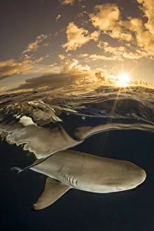 Blacktip reef shark (Carcharhinus melanopterus) swimming just below surface at sunset Blacktip reef shark (Carcharhinus melanopterus) swimming just below surface at sunset