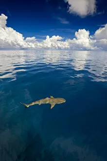Blacktip reef shark (Carcharhinus melanopterus) just at the surface off the island of Yap
