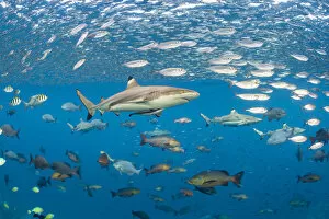 2019 October Highlights Gallery: Blacktip reef shark (Carcharhinus melanopterus) swims through schools of fish. Misool