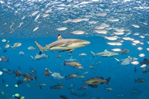 2019 October Highlights Collection: Blacktip reef shark (Carcharhinus melanopterus) swims through schools of fish. Misool