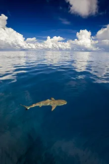 Carcharhinus Prints: Blacktip reef shark (Carcharhinus melanopterus) just at the surface off the island of Yap