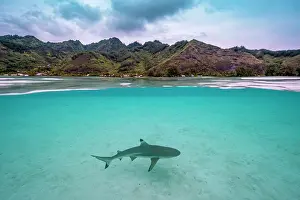 Blacktip reef shark (Carcharhinus melanopterus) juvenile, swimming in shallow water close to shore with the island of Moorea in background, French Polynesia, Pacific Ocean