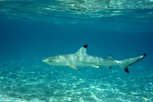 Carcharhinus Prints: Blacktip reef shark (Carcharhinus melanopterus) juvenile in shallow water, Maldives