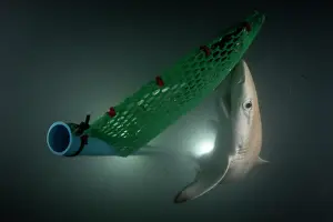 Thailand Prints: Blacktip reef shark (Carcharhinus melanopterus) newborn pup