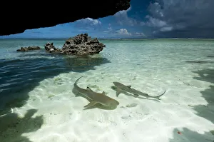 Blacktip reef sharks (Carcharhinus melanopterus) swimming in shallow crystal clear water Blacktip reef sharks (Carcharhinus melanopterus) swimming in shallow crystal clear water