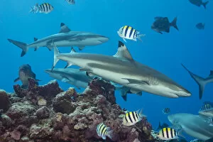 August 2022 Highlights Collection: Blacktip reef sharks (Carcharhinus melanopterus) circling the reef surrounded by various reef