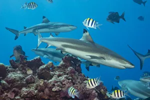Carcharhinus Prints: Blacktip reef sharks (Carcharhinus melanopterus) circling the reef surrounded by various reef fish