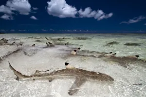 Blacktip reef sharks (Carcharhinus melanopterus) in shallow water gathering very close to shore