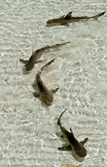 Blacktip reef sharks (Carcharhinus melanopterus) swimming in shallow crystal clear water