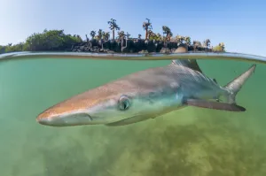 Carcharhinus Prints: Blacktip shark (Carcharhinus limbatus) pup in a tranquil inlet, Santa Cruz