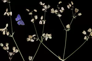 Bladder campion (Silene vulgaris) with seed heads, and an Eschers blue butterfly