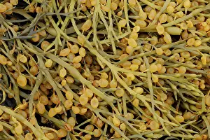 Seaweed Prints: Bladder wrack (Fucus vesiculosus) close up, Varanger, Norway. July
