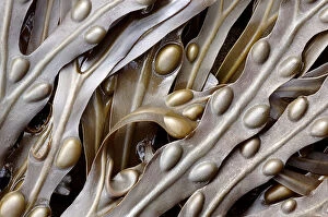 Bladder wrack (Fucus vesiculosus) seaweed. Cornwall, UK