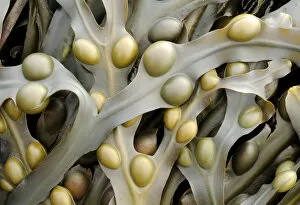 Plants Gallery: Bladder wrack {Fucus vesiculosus} seaweed. Sandymouth bay, Cornwall, UK. August