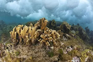 Blade fire coral (Millepora complanata) colonies breaking wave, protection against hurricanes. Guanaja Island, Honduras