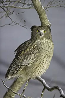 Owls Gallery: Blakistons Fish Owl (Ketupa blakistoni) perched, Hokkaido, Japan, February