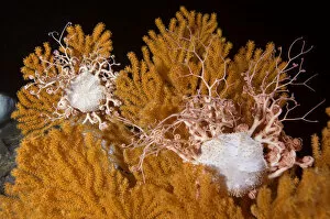 Anthozoans Gallery: Blanket stars (Gorgonocephalus caputmedusae) climbing Fan coral (Paramuricea placomus)