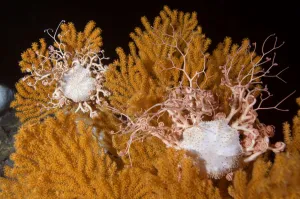 Magnus Lundgren Prints: Blanket stars (Gorgonocephalus caputmedusae) climbing Fan coral (Paramuricea placomus)