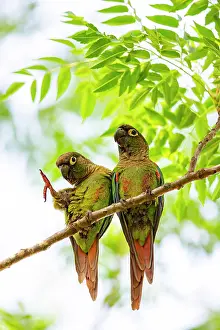 Pantanal Prints: Blaze-winged parakeets (Pyrrhura devillei) pair