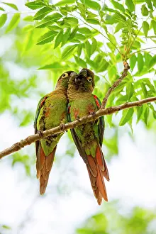 Pantanal Prints: Blaze-winged parakeets (Pyrrhura devillei) pair