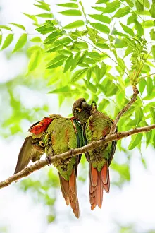Pantanal Prints: Blaze-winged parakeets (Pyrrhura devillei) pair