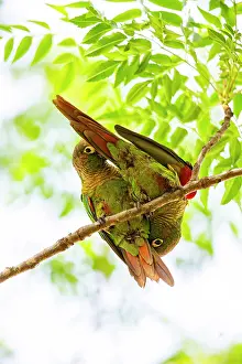 Pantanal Prints: Blaze-winged parakeets (Pyrrhura devillei) pair