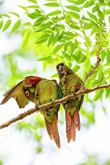 Pantanal Prints: Blaze-winged parakeets (Pyrrhura devillei) pair