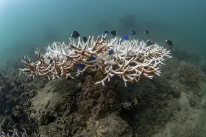 Climate Change Prints: Bleached Acropora corals in Suva harbour