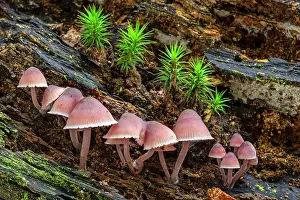 Fungi Prints: Bleeding fairy helmets (Mycena haematopus) growing on rotten tree trunk in autumn