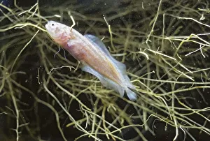 Blind Cave Fish (Caecogilbia galapagoensis) among floating roots in underground brackish Blind Cave Fish (Caecogilbia galapagoensis) among floating roots in underground brackish