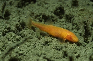 Images Dated 2nd February 2017: Blind loach (Nemacheilus starostini ) living in cave in the East of Turkmenistan
