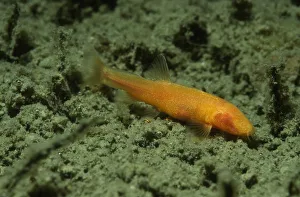 Central Asia Prints: Blind loach (Nemacheilus starostini ) living in cave in the East of Turkmenistan