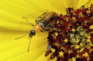 Tenebrionoidea Prints: Blister beetle (Nemognatha cantharidis) on Snowy sunflower (Helianthus niveus)