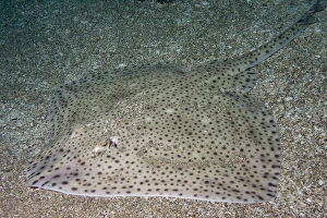 Images Dated 18th August 2010: Blonde Ray (Raja brachyura) demonstrating camouflage against sandy habitat. Channel Islands