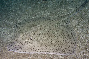 North Atlantic Prints: Blonde Ray (Raja brachyura) demonstrating camouflage against sandy habitat