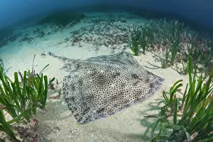 Torpediniformes Prints: Blonde skate (Raja brachyura) resting on sandy seabed