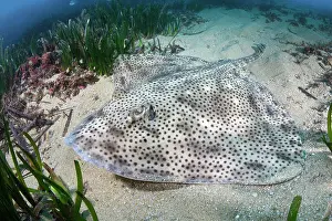 Torpediniformes Prints: Blonde skate (Raja brachyura) resting on sandy seabed