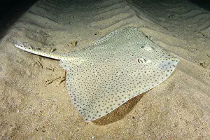 Blonde skate (Raja brachyura) resting on sandy seabed, Tossa De Mar, Spain, Mediterranean Sea