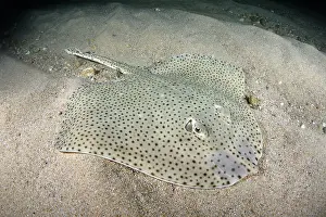 Torpediniformes Prints: Blonde skate (Raja brachyura) resting on sandy seabed