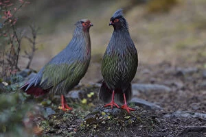 Images Dated 24th October 2017: Two Blood pheasant birds (Ithaginis cruentus) males Baima Snow Mountain Nature Reserve