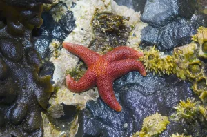Blood star {Henricia sanguinolenta} with Barnacles in tide pool at low tide, Tongue Point Blood star {Henricia sanguinolenta} with Barnacles in tide pool at low tide, Tongue Point